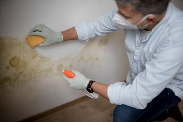 Office Mold Removal Services in Trappe, PA